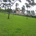 Cỏ Lá Gừng