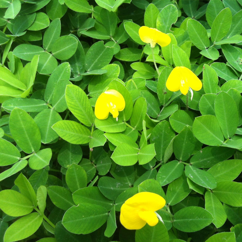Cỏ Lạc