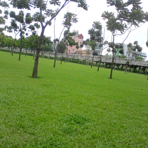 Cỏ Lá Gừng